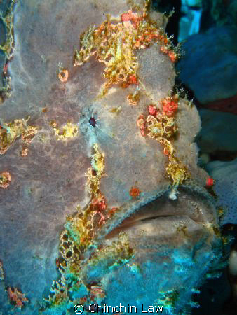 giant frogfish, manado by Chinchin Law 