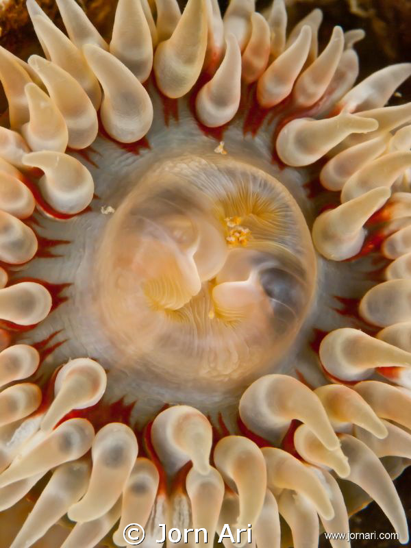 Sea Anemone.
Photo taken in the cold water of Denmark in... by Jorn Ari 