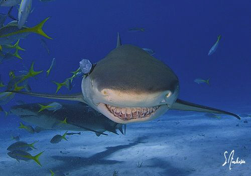 Lemon Sharks smile often with crooked teeth and patrol Ti... by Steven Anderson 
