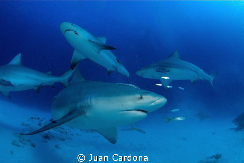 bull sharks by Juan Cardona 