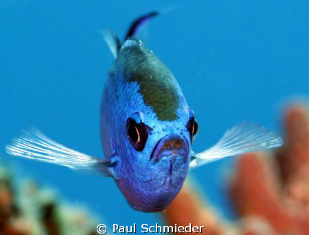 This Blue Chromis was captured in Cozumel using a Canon T... by Paul Schmieder 