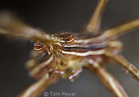 Arrow crab in Turks and Caicos by Tom Meyer 
