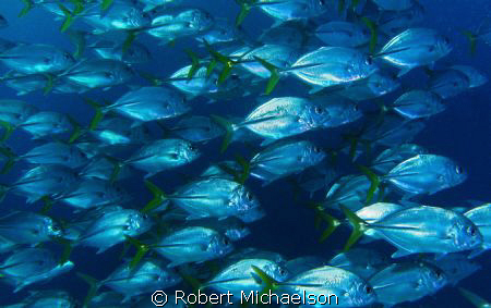 Nice school of jacks that passed close by by Robert Michaelson 