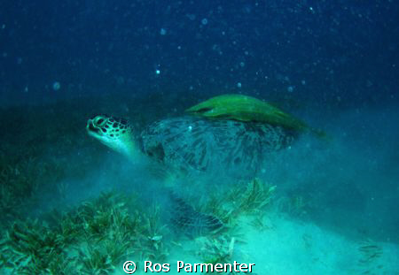 Turtle with ramoras at Marsa Shouny, southern Egyptian Re... by Ros Parmenter 