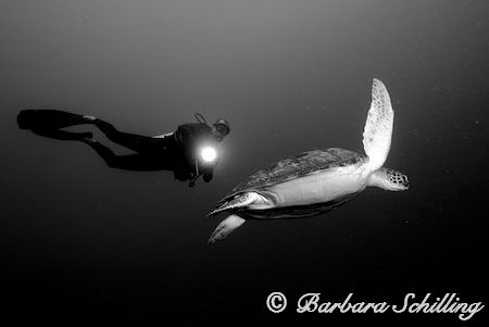 Swimming with turtles by Barbara Schilling 