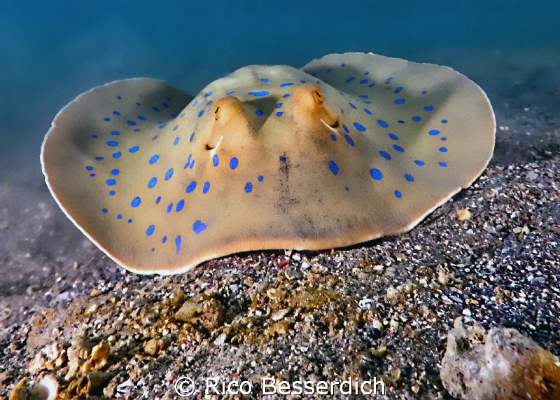 Bluespotted Stingray, Egypt 2010

CANOn 40D with SIGMA ... by Rico Besserdich 