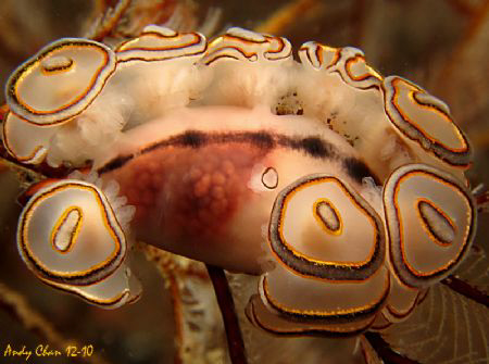 Donatelo Nudibranch with Egg - Canon S 95 by Andy Chan 