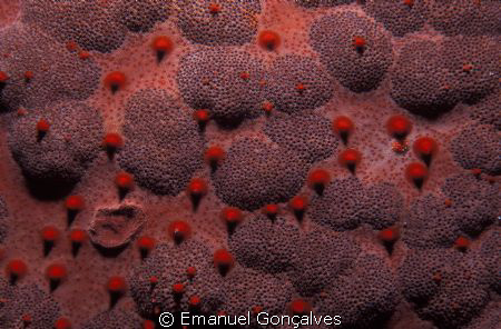 Martian landscape!
A sea cocumber skin looks like an out... by Emanuel Gonçalves 
