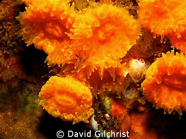 A splash of color in the 'Emerald Sea', Orange Cup Corals... by David Gilchrist 