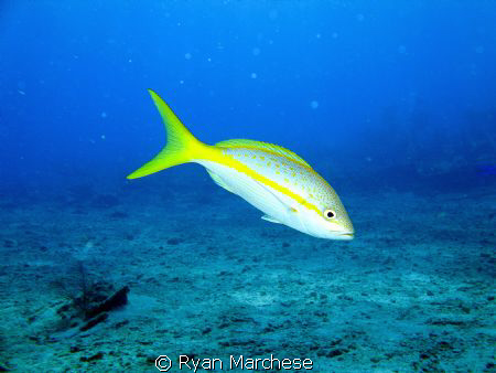Yellowtail Snapper by Ryan Marchese 