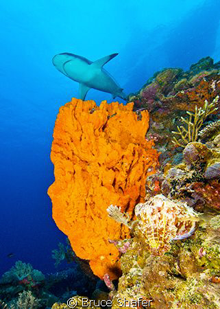 Cuttlefish, sponge, shark, and the Star Dancer in the bac... by Bruce Shafer 