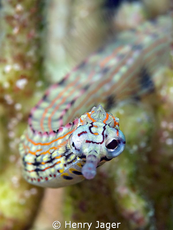 "Pipefish"

Sometimes, they look at you :-) by Henry Jager 