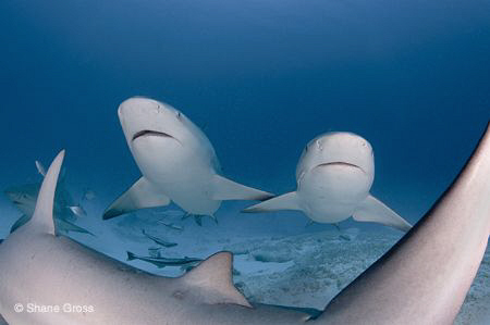 Bull Shark Sisters by Shane Gross 