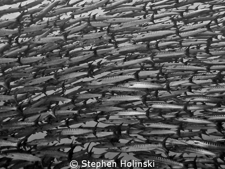 Wall of Barracuda.  Canon G10, Sea and Sea Strobes.  Tubb... by Stephen Holinski 