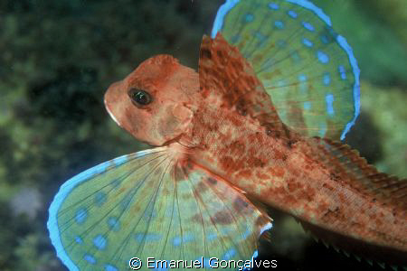 Streaked gurnard flying underwater
When swimming this gu... by Emanuel Gonçalves 