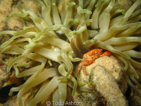 Night dive on Bari Reef Bonaire brought out this crab for... by Todd Ashton 