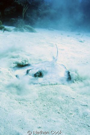 A sting ray off the coast of little cayman that hung out ... by Nathan Cook 