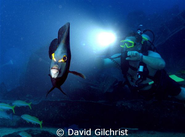 Angel & Diver. Cropped image of photo taken on dive on th... by David Gilchrist 