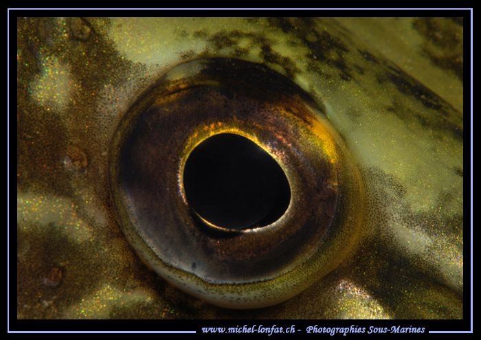 The Eye of a Pike Fish - Que du bonheur... :O)... by Michel Lonfat 