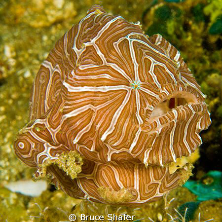 Psychedelic Frogfish (Histiophryne Psychedelica), one of ... by Bruce Shafer 