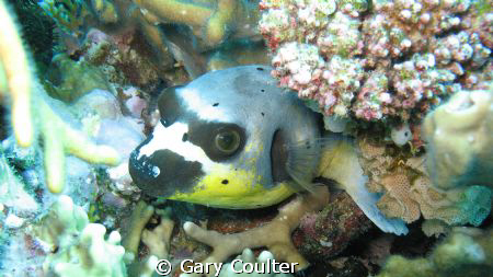 Spotted Puffer Fish in the Coral Sea by Gary Coulter 
