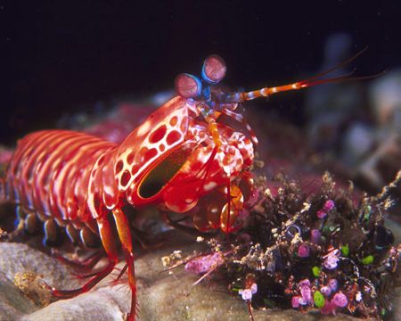 Mantis Shrimp, Fiji (Nikon F4, 105mm Macro, Aquatica hous... by Andrew Dawson 