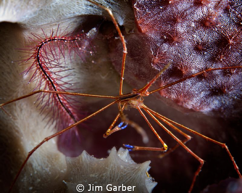 Arrow Crab by Jim Garber 