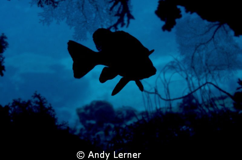 Sweetlips silhouette in a small cave by Andy Lerner 