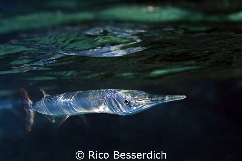 "Shallow Predator"
CANON 40D with Sigma 10-20mm lens ( s... by Rico Besserdich 