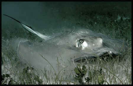 Southern Stingray stirring the sand. Tobago Cays by Thomas Dinesen 