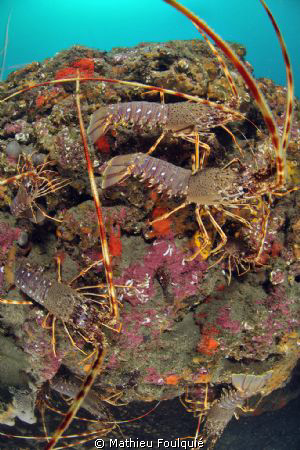 8 Common spiny lobsters (Palinurus elephas), on 1 square ... by Mathieu Foulquié 
