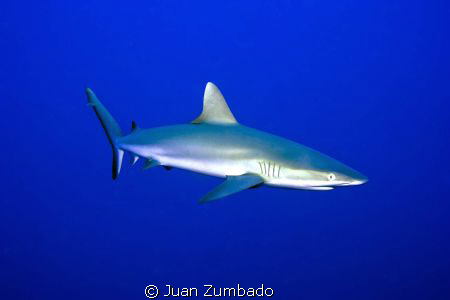 Grey Reef Shark. Nikon D700 in Aquatica Housing, SB900 in... by Juan Zumbado 