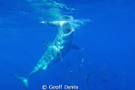Great White Shark off of Gaudalupe Island by Geoff Davis 