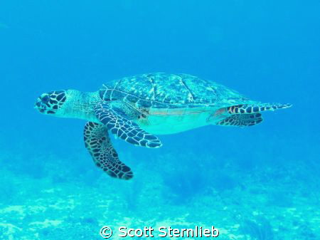 We were just diving along and this beautiful Turtle came ... by Scott Sternlieb 