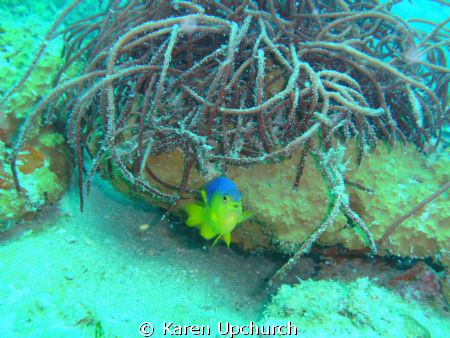 While diving in Gulf of Mexico this little critter was wa... by Karen Upchurch 