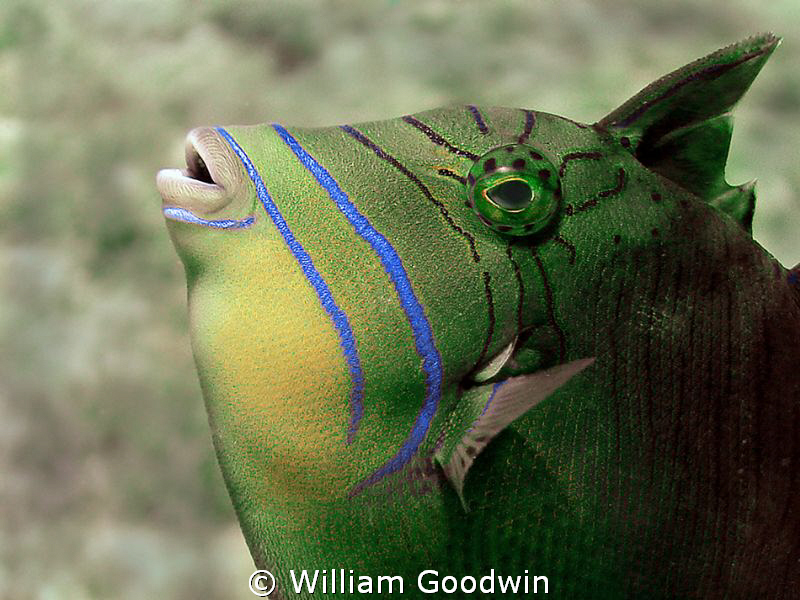 Close focus wide-angle of juvenile Queen Triggerfish look... by William Goodwin 