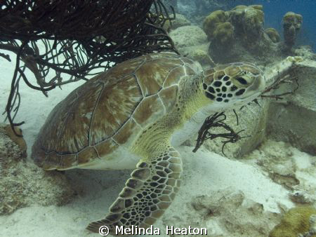 He was so busy cleaning his shell on the coral that he wa... by Melinda Heaton 