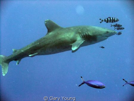Oceanic white tip taken at Shark & Yolander 14/12/10 beli... by Gary Young 