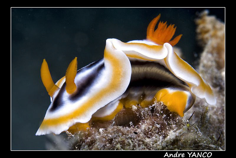 Typical Nudi shot from my sunset dive in Mabul. Nikon D20... by Andre Yanco 
