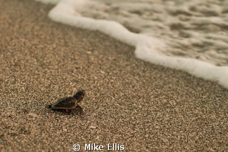 A baby Loggerhead turtle making his way into the world. G... by Mike Ellis 