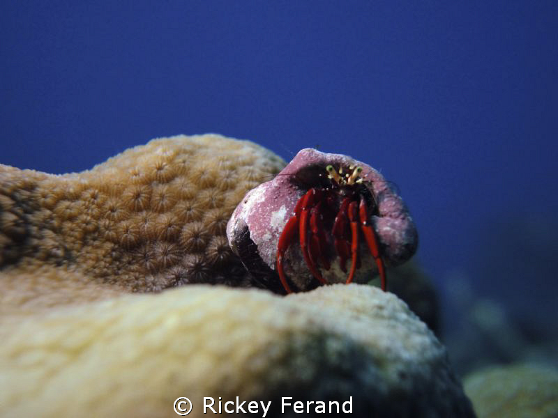 Red hermit crab by Rickey Ferand 