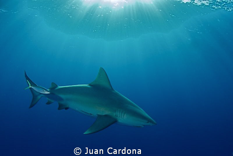 bull shark changing color ... by Juan Cardona 