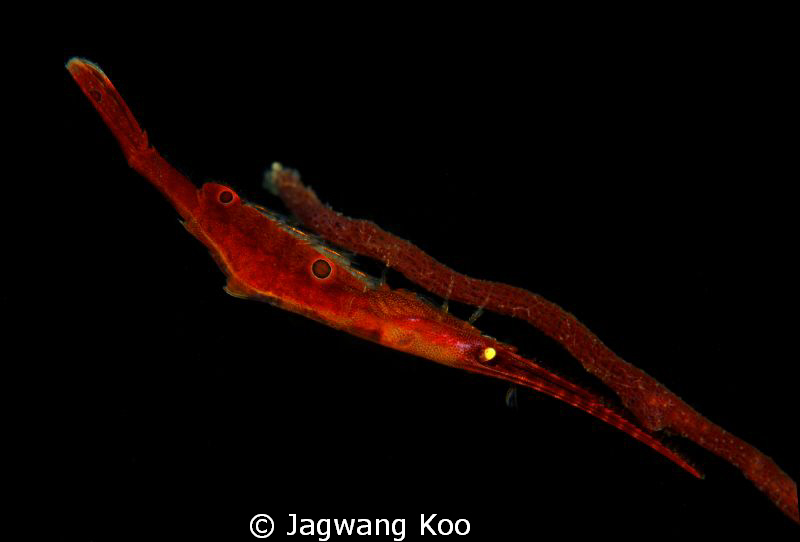Tozeuma Shrimp
 by Jagwang Koo 