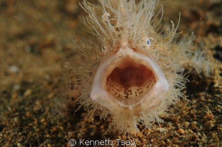 "Can you see my tongue ?" Hairy FragFish..
Using 2 tanks... by Kenneth Tsao 