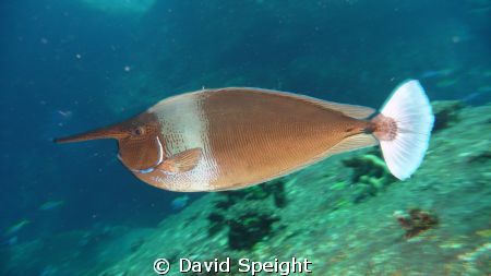 Unicorn Fish.  Diving with MV Queen Scuba in December 201... by David Speight 