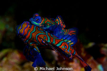 Mating Mandarin Fish off Puerto Galera in the Philippines... by Michael Johnson 