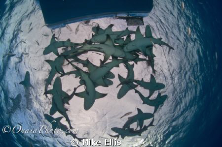 Feeding Lemon sharks keep all but the brave away from the... by Mike Ellis 