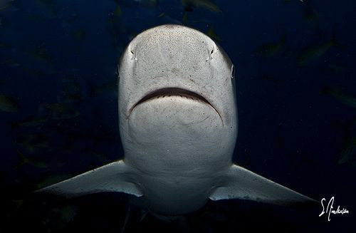 Reef Shark in the night. This omage was taken during the ... by Steven Anderson 