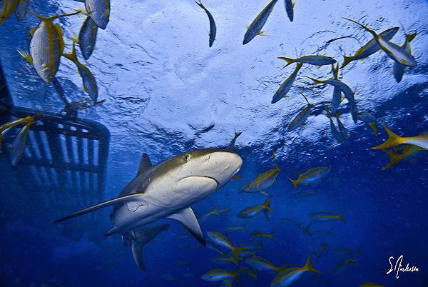 This image of a Reef Shark was taken during a dive at Gin... by Steven Anderson 