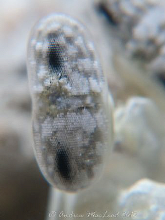 white mantis Shrimp eye by Andrew Macleod 